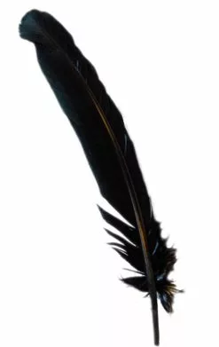 GENERIC Black Turkey Broad Feather
