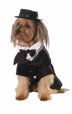 Dapper Dog